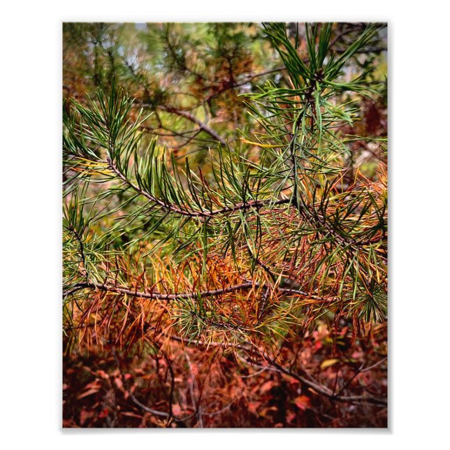 Herbstkiefernadeln  fotodruck (Vorne)
