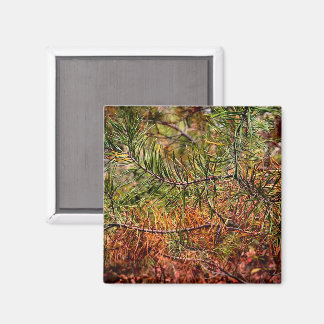 Herbstkiefernadeln magnet