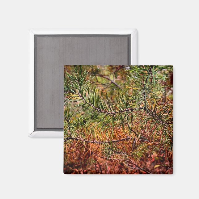Herbstkiefernadeln  magnet (Vorderseite/Rückseite)