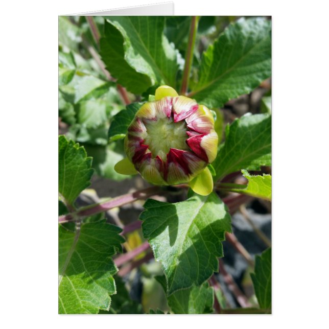 Herbstknospe (Vorne)