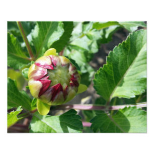 Herbstknospe Fotodruck