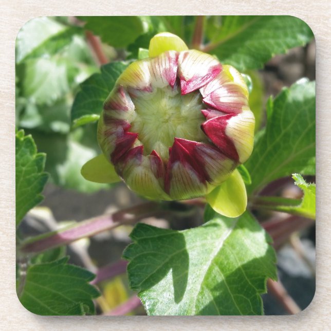 Herbstknospe Getränkeuntersetzer (Vorderseite)