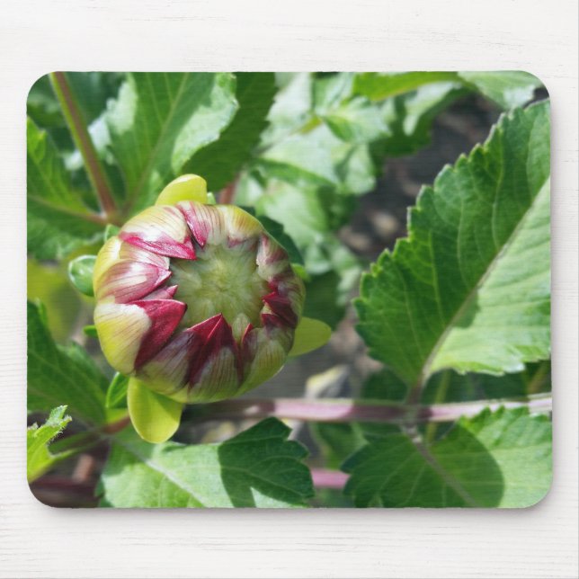 Herbstknospe Mousepad (Vorne)