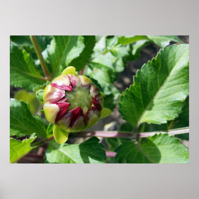Herbstknospe Poster (Vorne)