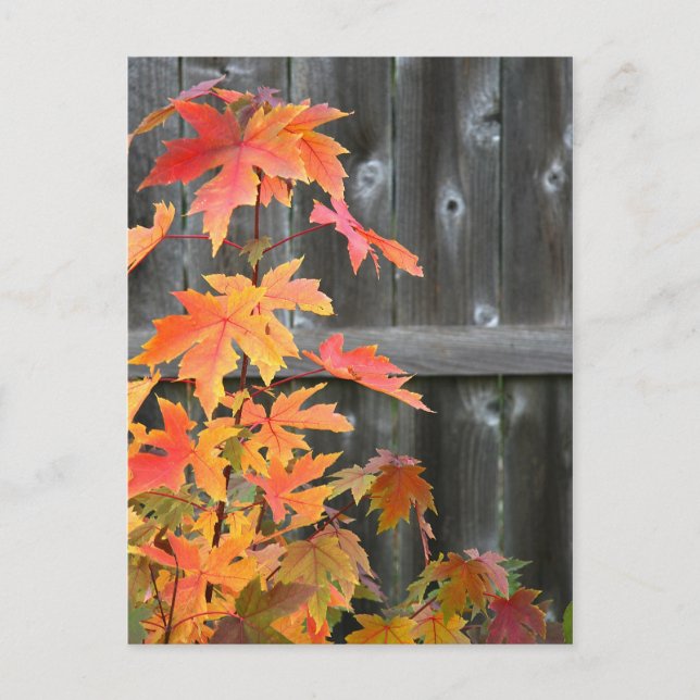 Herbstkontraste Postkarte (Vorderseite)