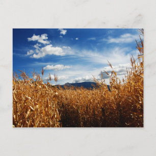 Herbstkornfelder Postkarte