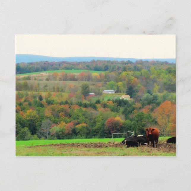Herbstkühe Postkarte (Vorderseite)