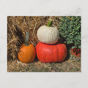 Herbstkürbisse Feiertagspostkarte