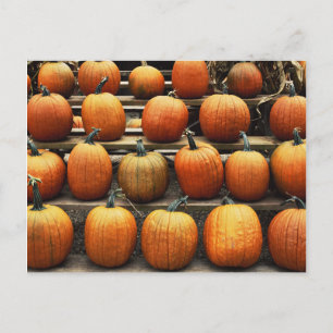 Herbstkürbisse Postkarte