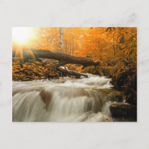 Herbstlandschaft mit Bäumen, Fluss und Sonne Postkarte