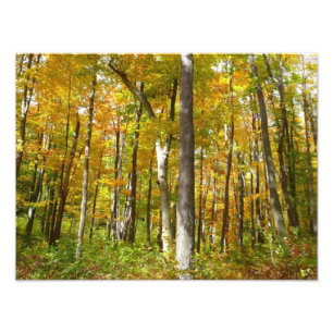 Herbstlandschaft mit Wald aus gelben Blättern Fotodruck