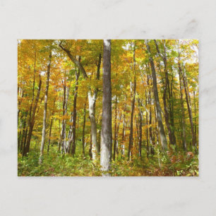 Herbstlandschaft mit Wald aus gelben Blättern Postkarte