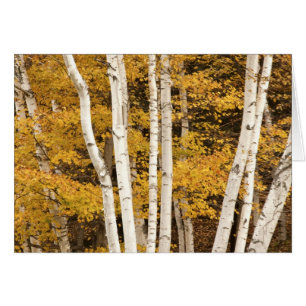 Herbstlandschaft, Vermont, USA