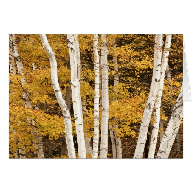 Herbstlandschaft, Vermont, USA (Vorderseite (Horizontal))