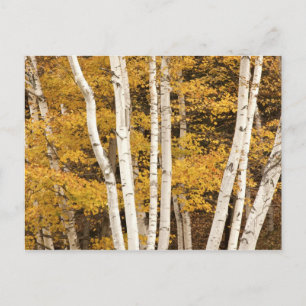 Herbstlandschaft, Vermont, USA Postkarte
