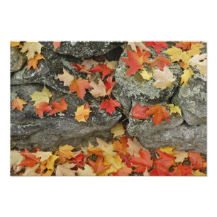 Herbstlaub an Steinmauer, Minute Man Fotodruck
