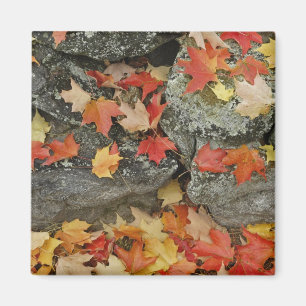 Herbstlaub an Steinmauer, Minute Man Magnet