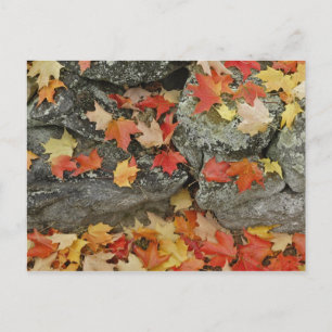 Herbstlaub an Steinmauer, Minute Man Postkarte