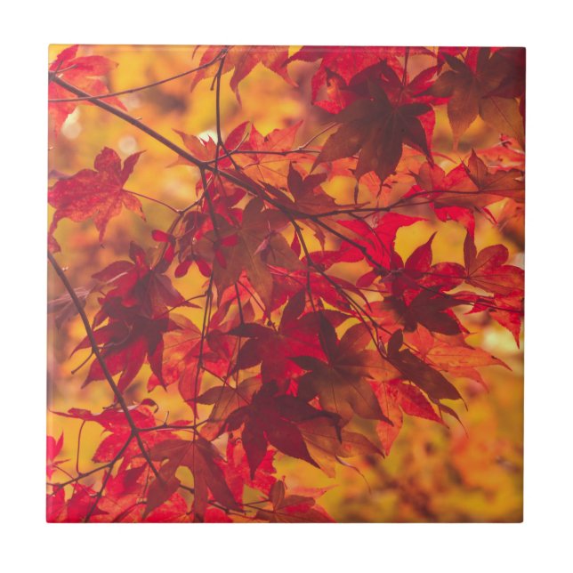 Herbstlaub fällt Farbe Rot Keramikfliese (Vorderseite)