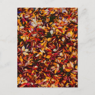 Herbstlaub Farbige Blätter Postkarte