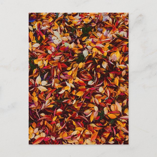 Herbstlaub Farbige Blätter  Postkarte (Vorderseite)