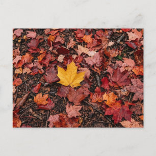 Herbstlaub  feiertagspostkarte
