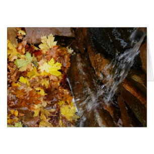 Herbstlaub in Wasserfall III Herbst Natur
