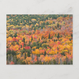 Herbstlaub Keweenaw-Halbinsel, Michigan Postkarte