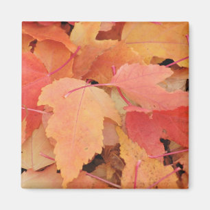 Herbstlaub Magnet