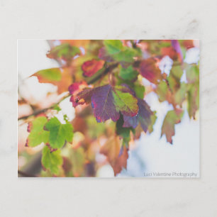 Herbstlaub Postkarte