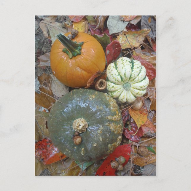Herbstlaub Pumpkins und Gourds Postkarte (Vorderseite)