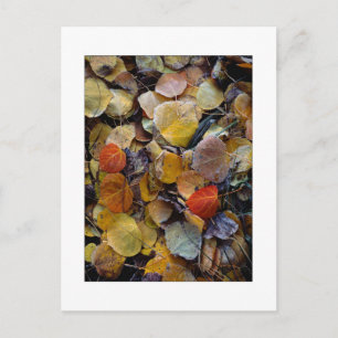 "Herbstlaub-Puzzle" Postkarte