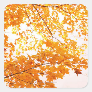 Herbstlaub Reflektion Quadratischer Aufkleber