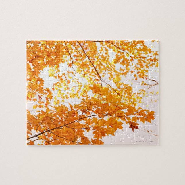 Herbstlaub-Reflexion (Horizontal)