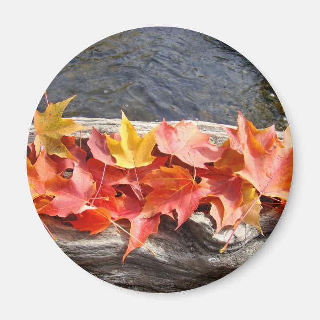 Herbstlaub sind Kunstmagnete mit farbenfrohen Herb Magnet (Vorne)