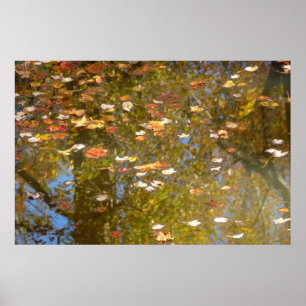 Herbstlaub und Bachreflexion im Greenbelt Poster