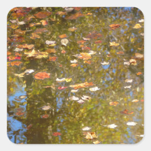Herbstlaub und Bachreflexion im Greenbelt Quadratischer Aufkleber