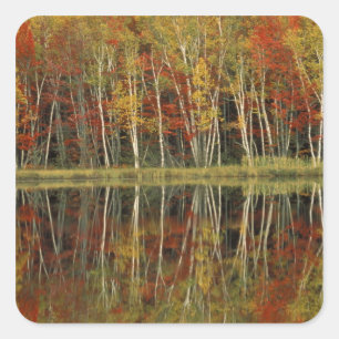 Herbstlaub und Birkenreflexionen; Hiawatha Quadratischer Aufkleber