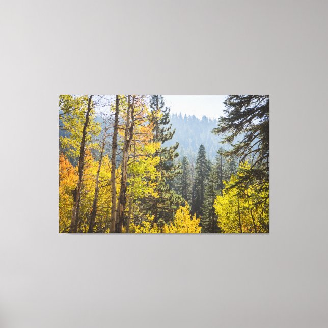 Herbstlaube am Lake Tahoe Stretched Canvas Print Leinwanddruck (Vorderseite)