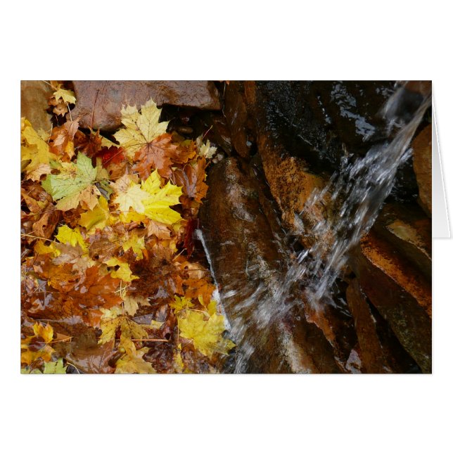 Herbstlaube im Wasserfall III Herbst Natur (Vorderseite (Horizontal))