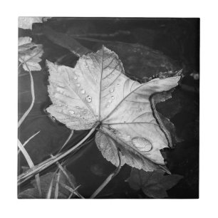 Herbstlaube in einem Teich in Schwarz und Weiß Fliese