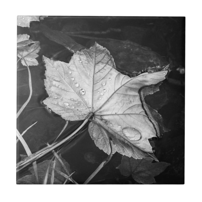Herbstlaube in einem Teich in Schwarz und Weiß Fliese (Vorderseite)