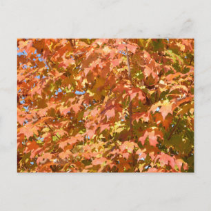 Herbstlaube in einer Baumlandschaft Postkarte