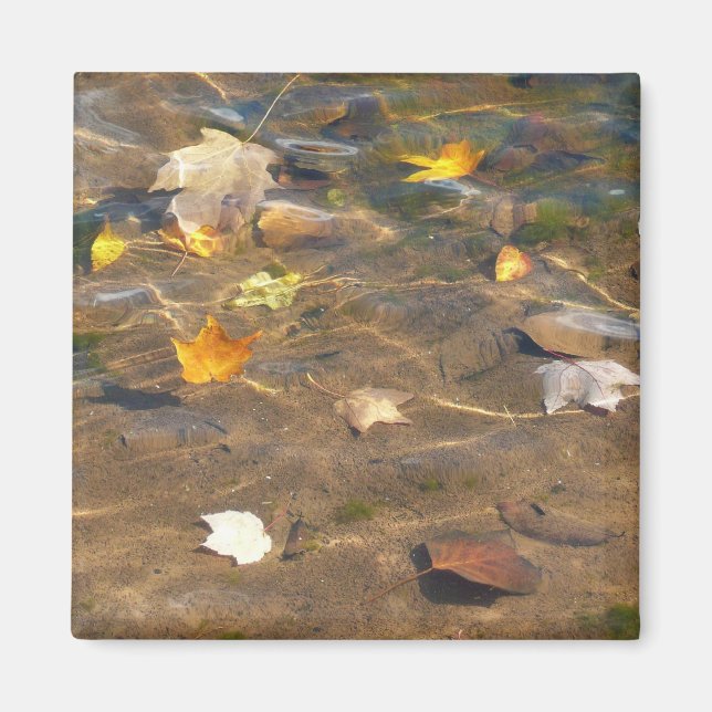 Herbstlaube in Pond Water Nature Fotografie Magnet (Vorne)
