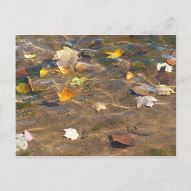 Herbstlaube in Pond Water Nature Fotografie Postkarte (Vorderseite)