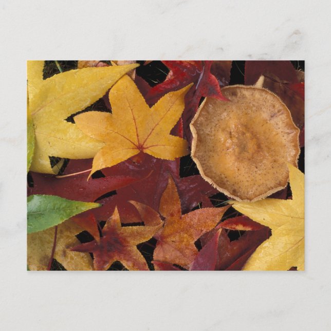 Herbstlaube und Rollstuhl Postkarte (Vorderseite)