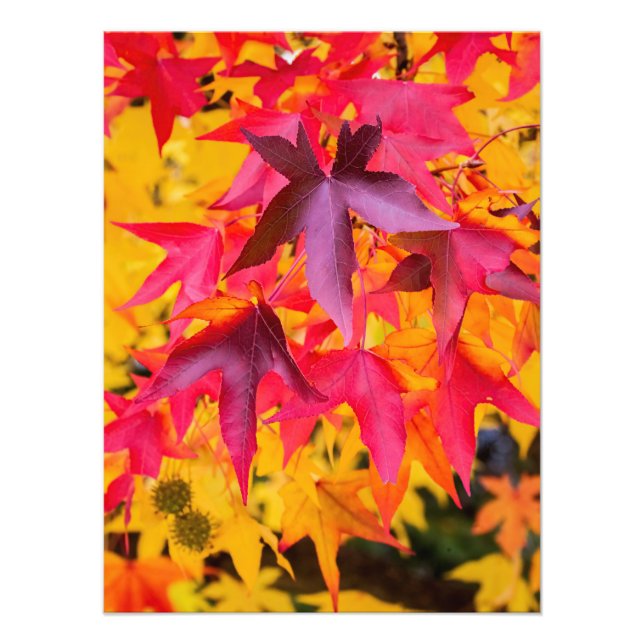 Herbstleaale rot und gelb fotodruck (Vorne)