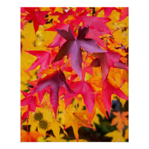 Herbstleaale rot und gelb poster