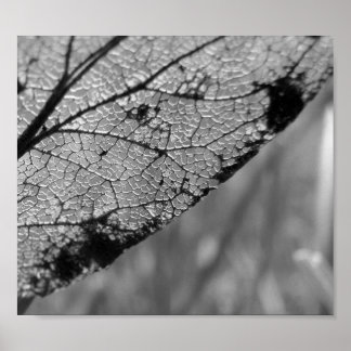 Herbstleaf 2 - B&W Poster