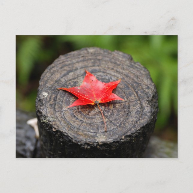 Herbstleaf auf Postkarte (Vorderseite)